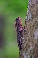 Acanthosaura cardamomensis