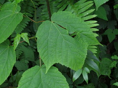 Acer pensylvanicum