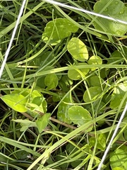 Centella erecta