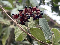 Rhynchosia volubilis
