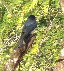 Dicrurus caerulescens