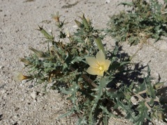 Mentzelia hirsutissima