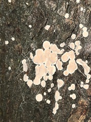 Aleurodiscus mirabilis