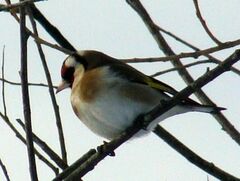 Carduelis carduelis