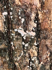 Aleurodiscus mirabilis