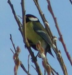 Parus major