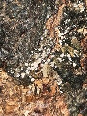 Aleurodiscus mirabilis