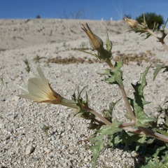 Mentzelia hirsutissima