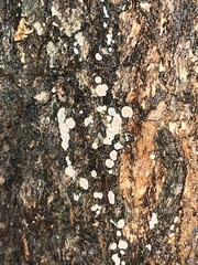 Aleurodiscus mirabilis