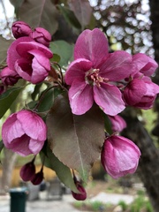 Malus spectabilis