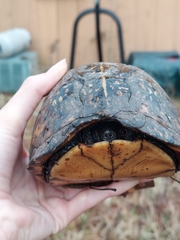 Terrapene carolina major