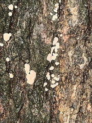 Aleurodiscus mirabilis