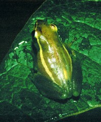 Hyperolius nasutus