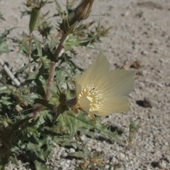 Mentzelia hirsutissima