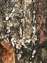 Aleurodiscus mirabilis