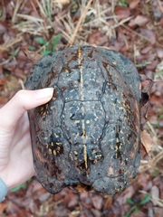 Terrapene carolina major