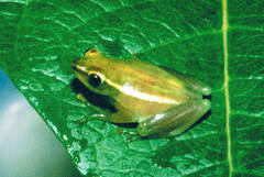Hyperolius nasutus