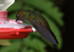 Haplophaedia aureliae