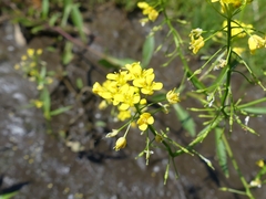 Rorippa amphibia