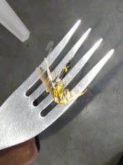 Sceliphron fistularium