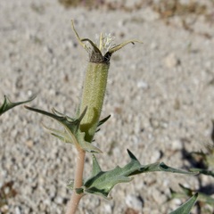 Mentzelia hirsutissima