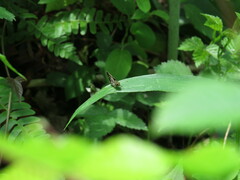 Amblyscirtes aesculapius