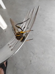 Sceliphron fistularium