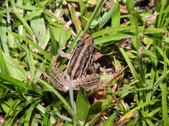 Leptodactylus gracilis