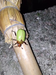 Pelidnota semiaurata