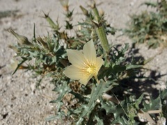 Mentzelia hirsutissima