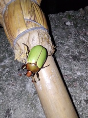 Pelidnota semiaurata