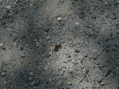 Pyromorpha dimidiata