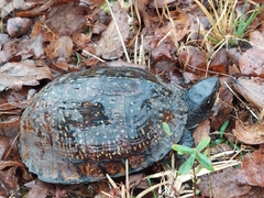 Terrapene carolina major