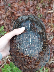 Terrapene carolina major