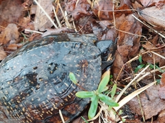 Terrapene carolina major