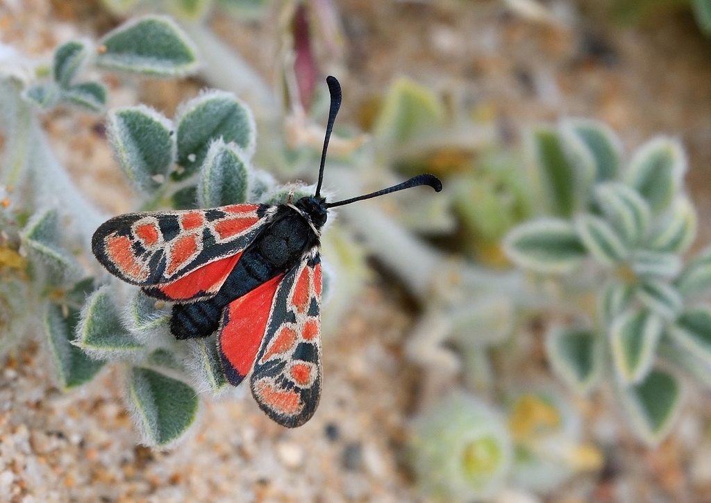 Zygaeninae