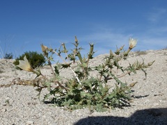 Mentzelia hirsutissima