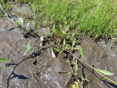 Rorippa amphibia