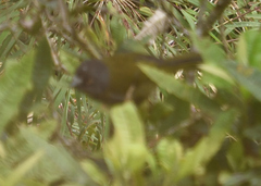 Chlorospingus semifuscus