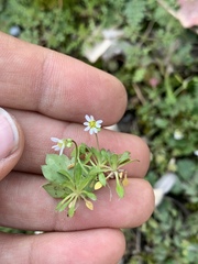 Draba verna