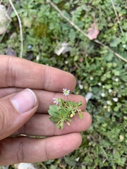 Draba verna