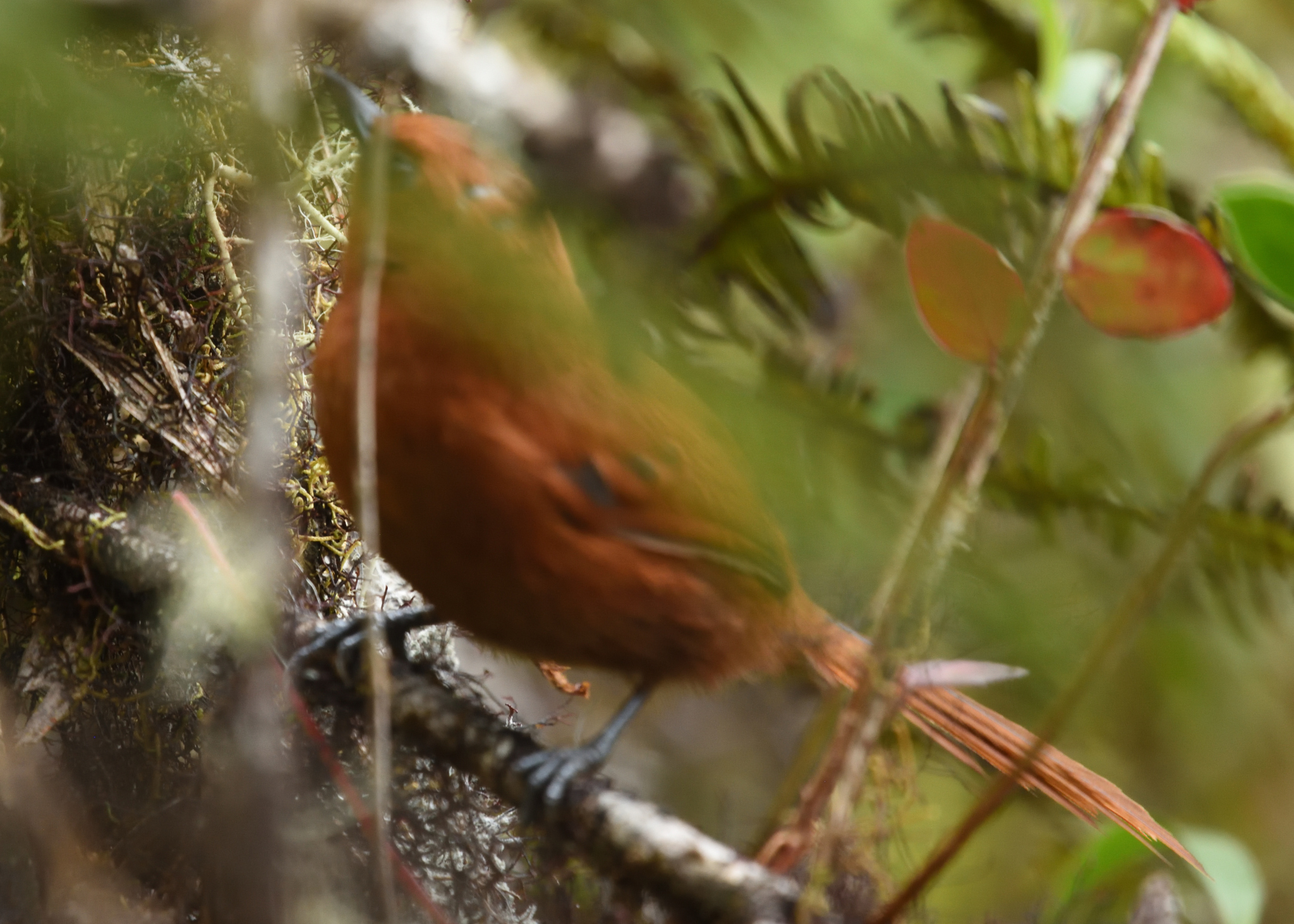 Rufous Spinetail (Synallaxis unirufa), photo 5