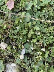 Draba verna