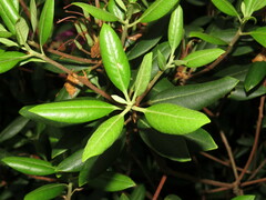 Rhododendron catawbiense