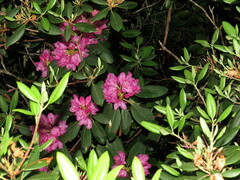 Rhododendron catawbiense