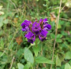 Prunella grandiflora