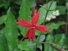 Silene virginica