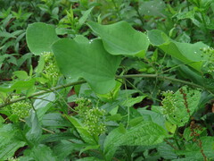 Smilax herbacea