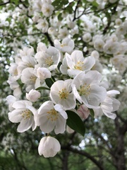 Malus spectabilis