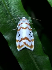 Cyana interrogationis